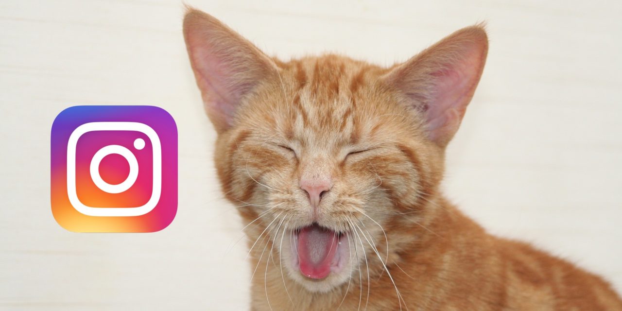 10 vídeos de gatos, perros y cerditos en Instagram para alegrarte el día