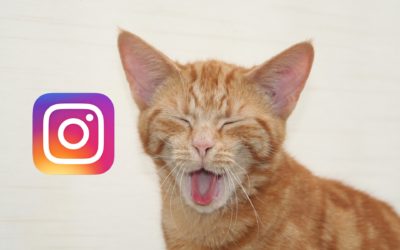 10 vídeos de gatos, perros y cerditos en Instagram para alegrarte el día