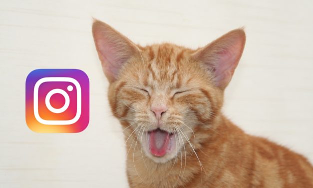 10 vídeos de gatos, perros y cerditos en Instagram para alegrarte el día