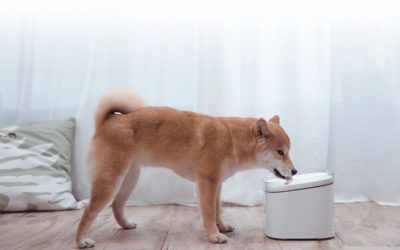 Xiaomi Smart Pet Fountain, una fuente de agua inteligente para mascotas
