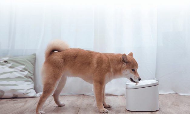 Xiaomi Smart Pet Fountain, una fuente de agua inteligente para mascotas