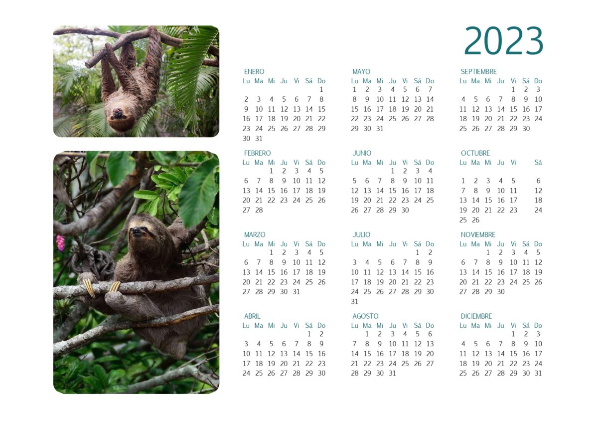 Calendario 2023 todo osos perezosos