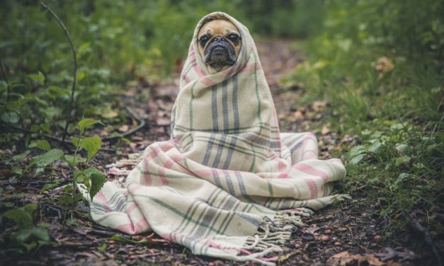 Los mejores calefactores baratos para pasar este invierno más calentito