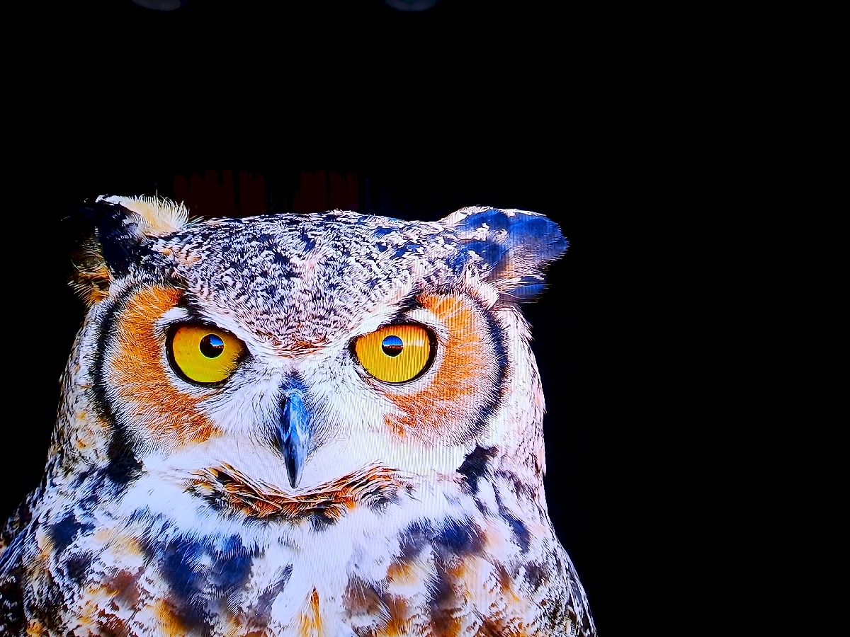 samsung-tv-s95c-oled-29