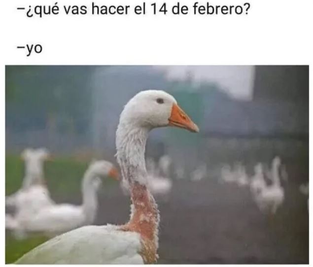 Los mejores memes de San Valentín para compartir por WhatsApp y Telegram (7)