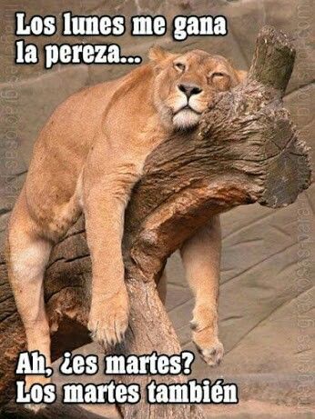 Los memes de martes más divertidos para superar el día más duro de la semana 9 Los memes de martes más divertidos para superar el día más duro de la semana 8