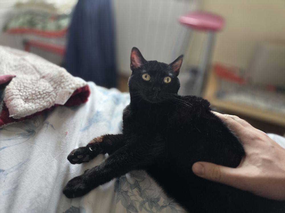 Samsung Galaxy S24 galeria 15