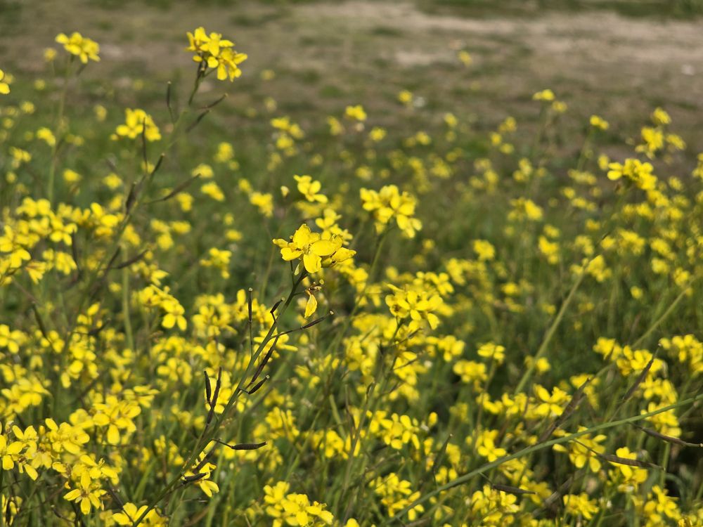 Samsung Galaxy S24 galeria 8