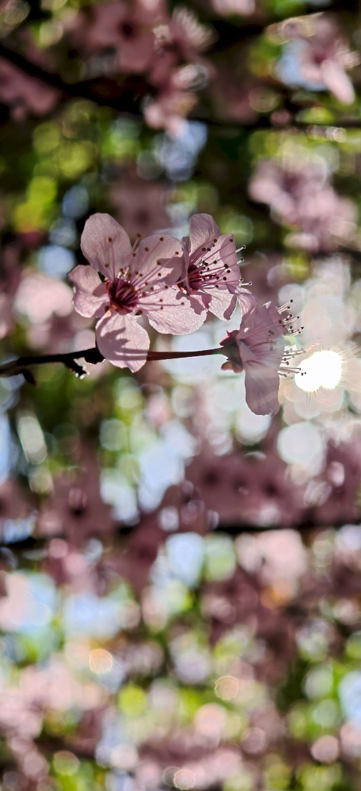 honor-magic6-pro-galeria_1