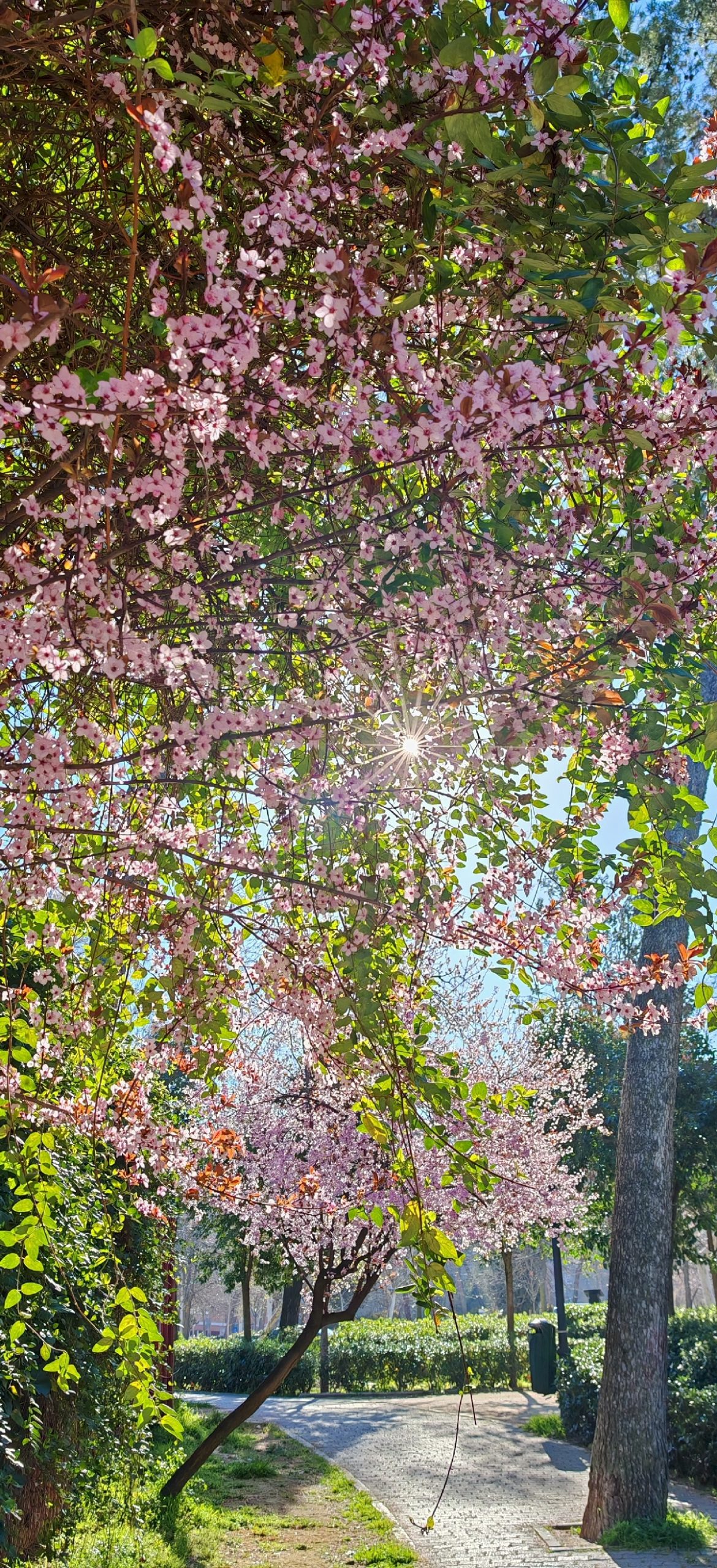 honor-magic6-pro-galeria_5