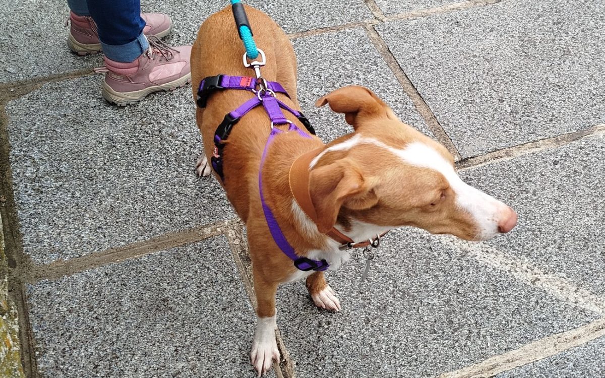 Mi experiencia con el móvil Xiaomi Redmi Note 13 tras tres semanas de uso 14