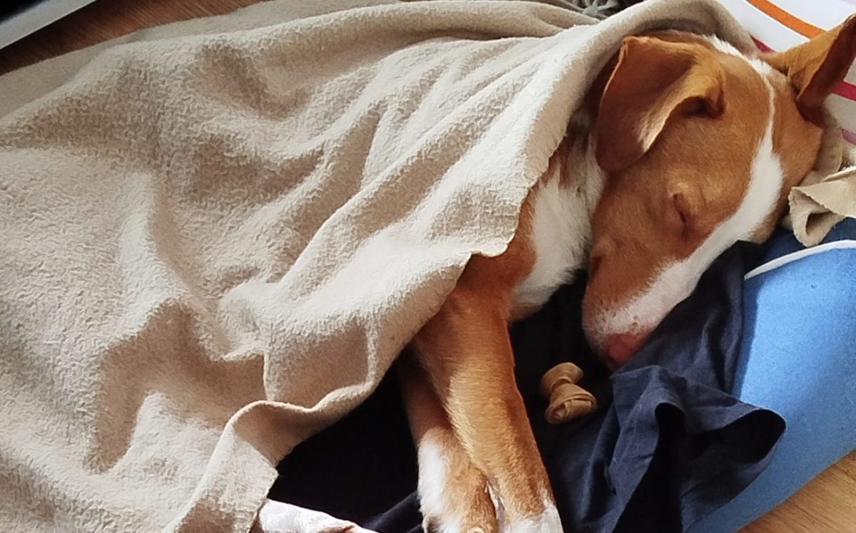 Mi experiencia con el móvil Xiaomi Redmi Note 13 tras tres semanas de uso 15