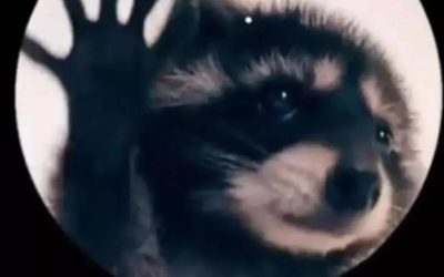 Cómo poner al mapache que baila Pedro de Raffaela Carrá en tu Apple Watch