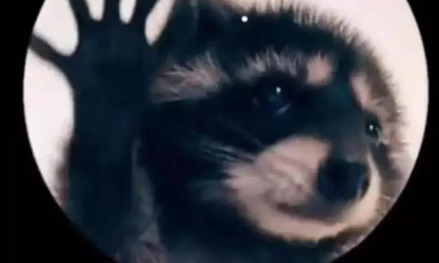 Cómo poner al mapache que baila Pedro de Raffaela Carrá en tu Apple Watch