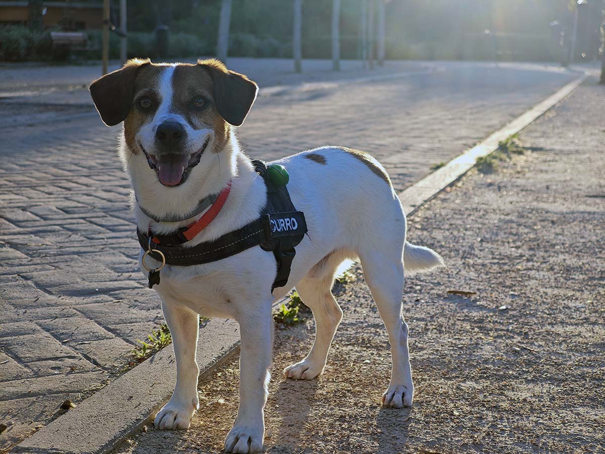 Mi experiencia de uso con el Xiaomi 14 Ultra tras un mes de uso 17