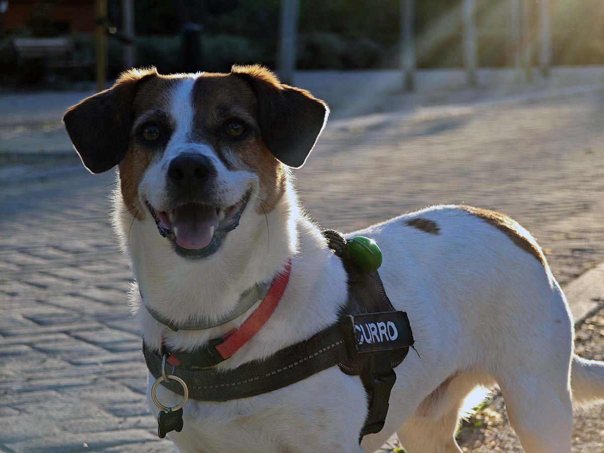 Mi experiencia de uso con el Xiaomi 14 Ultra tras un mes de uso 18