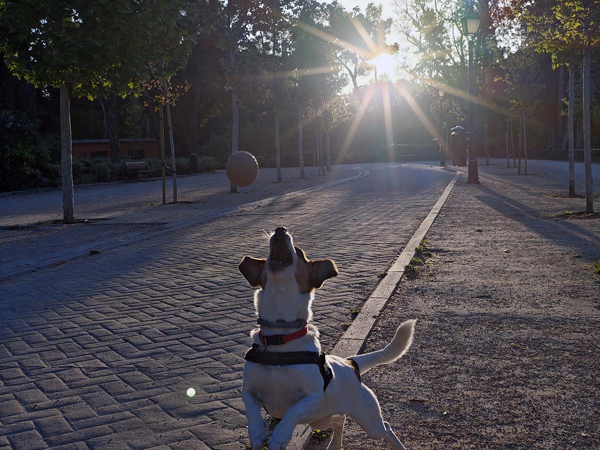 Mi experiencia de uso con el Xiaomi 14 Ultra tras un mes de uso 20