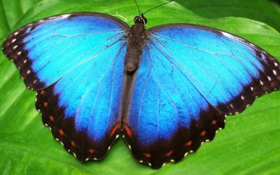 Opiniones sobre Bluesky: Esto es lo que piensan los usuarios que se han ido de X (Twitter)