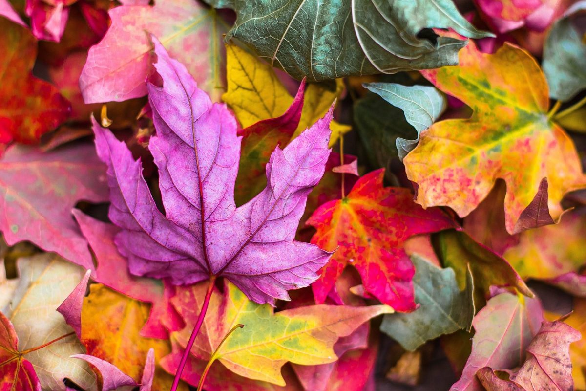 5 trucos para sacar las mejores fotos de otoño con tu móvil