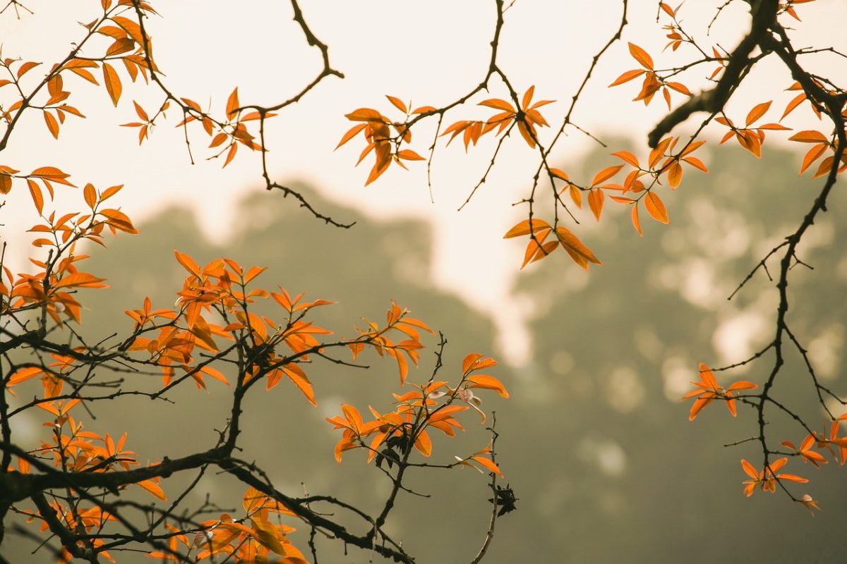 5 trucos para sacar las mejores fotos de otoño con tu móvil