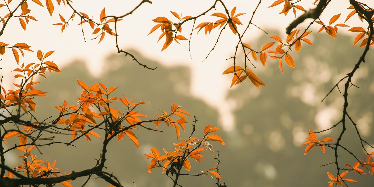 5 trucos para sacar las mejores fotos de otoño con tu móvil