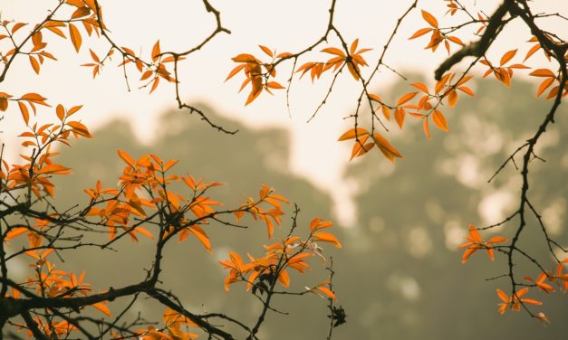 5 trucos para sacar las mejores fotos de otoño con tu móvil