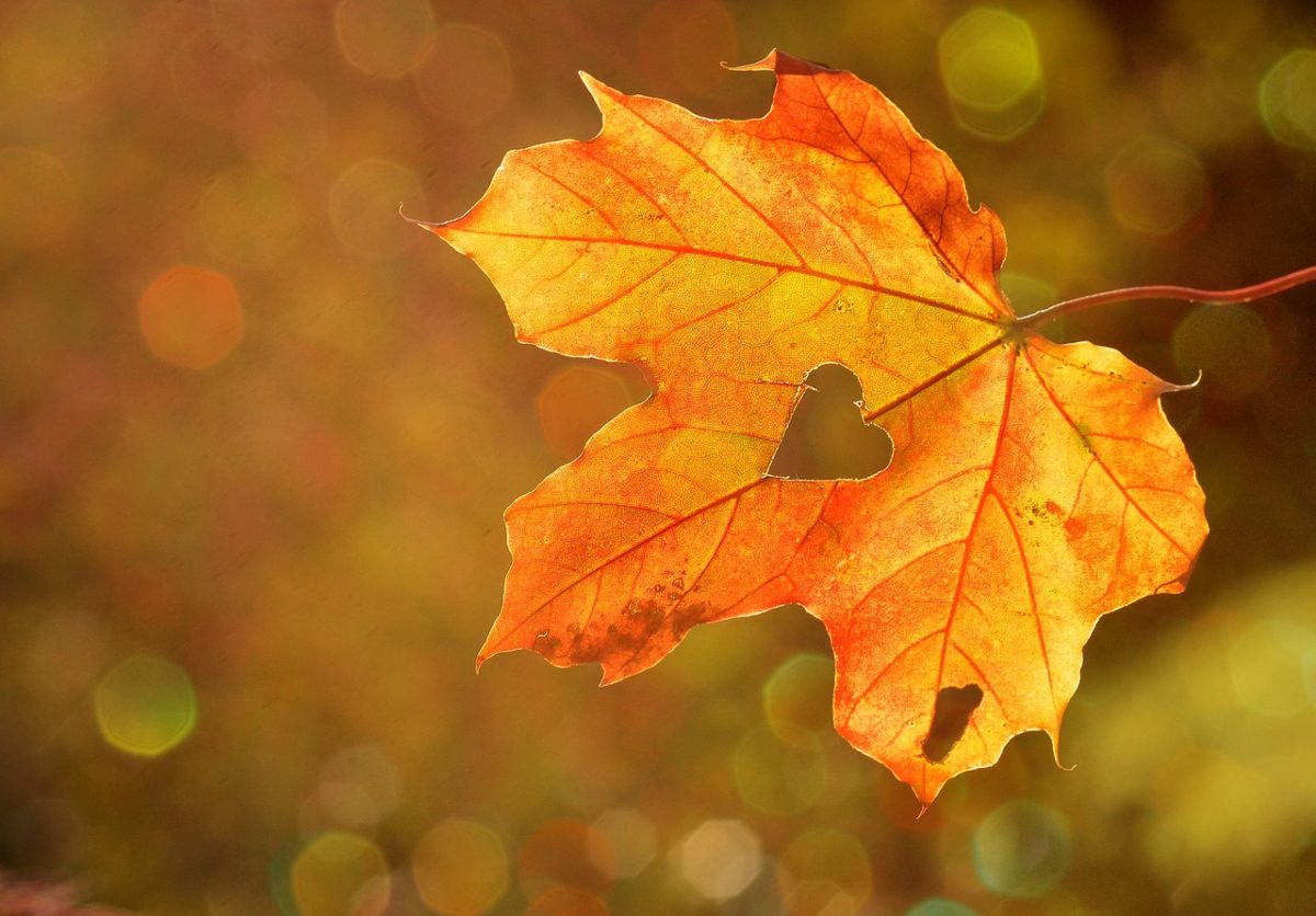 5 trucos para sacar las mejores fotos de otoño con tu móvil