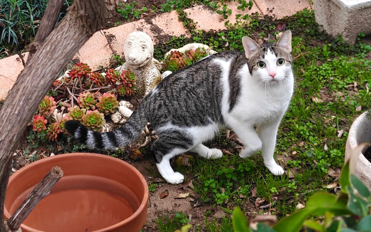 Mi experiencia con el móvil realme GT 7 Pro tras más de un mes de uso 25