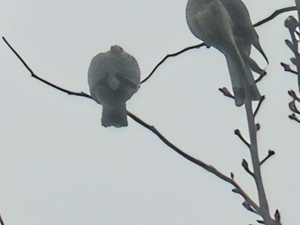 Mi experiencia con el móvil realme GT 7 Pro tras más de un mes de uso 37