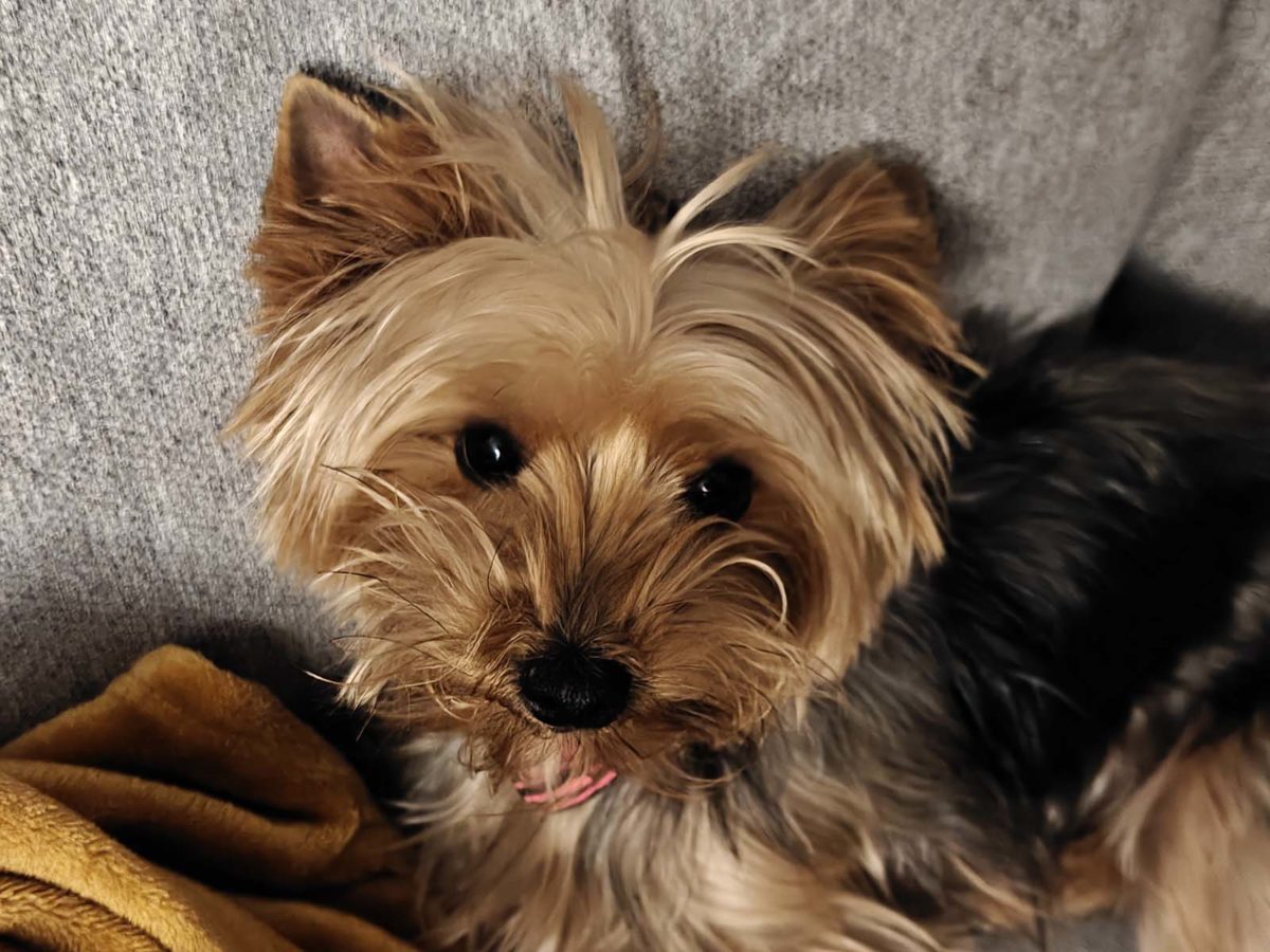 Mi experiencia con el móvil realme GT 7 Pro tras más de un mes de uso 26