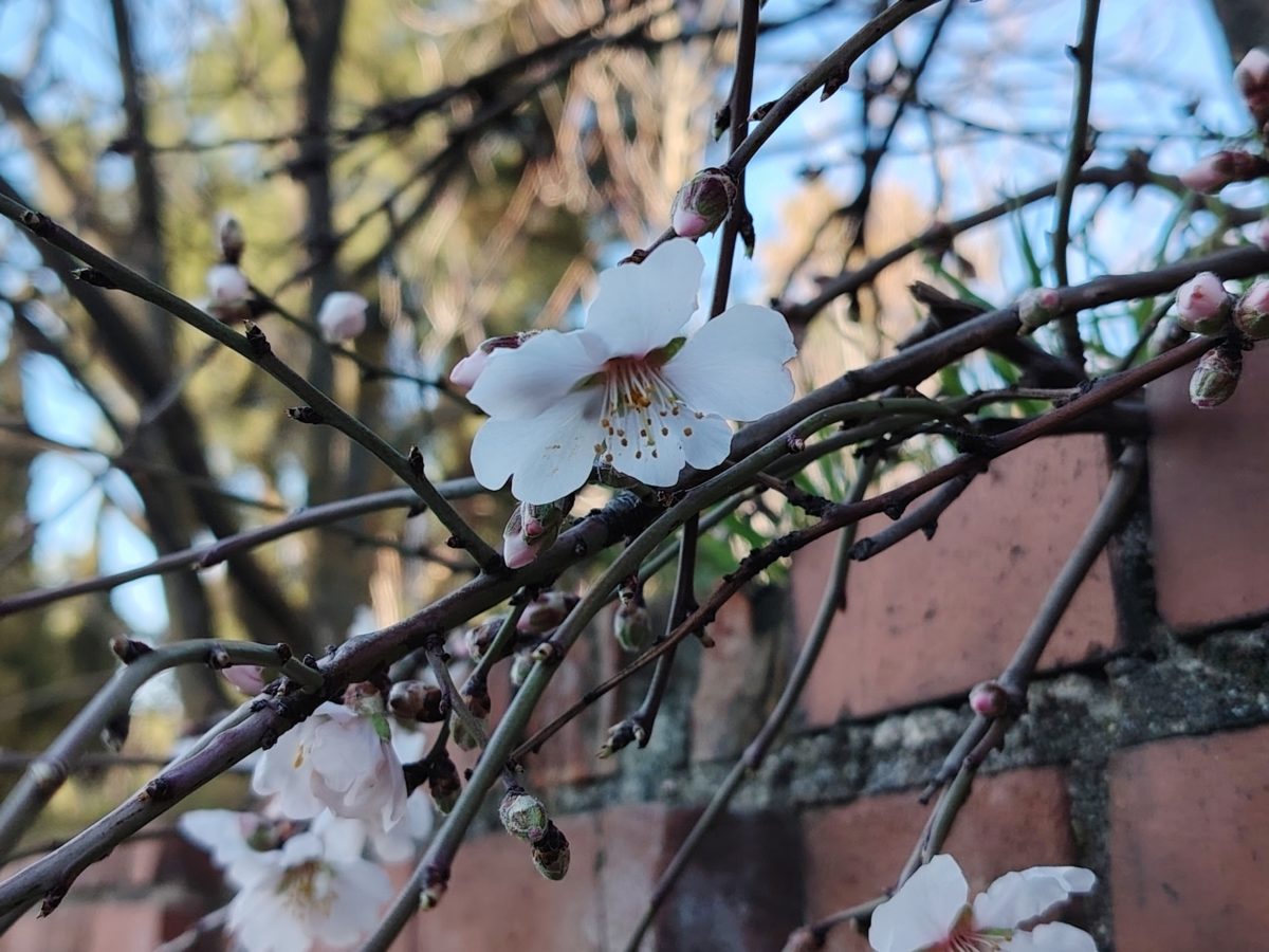 Mi experiencia con el móvil HONOR Magic7 Lite tras un mes de uso 28 Mi experiencia con el móvil HONOR Magic7 Lite tras un mes de uso 27