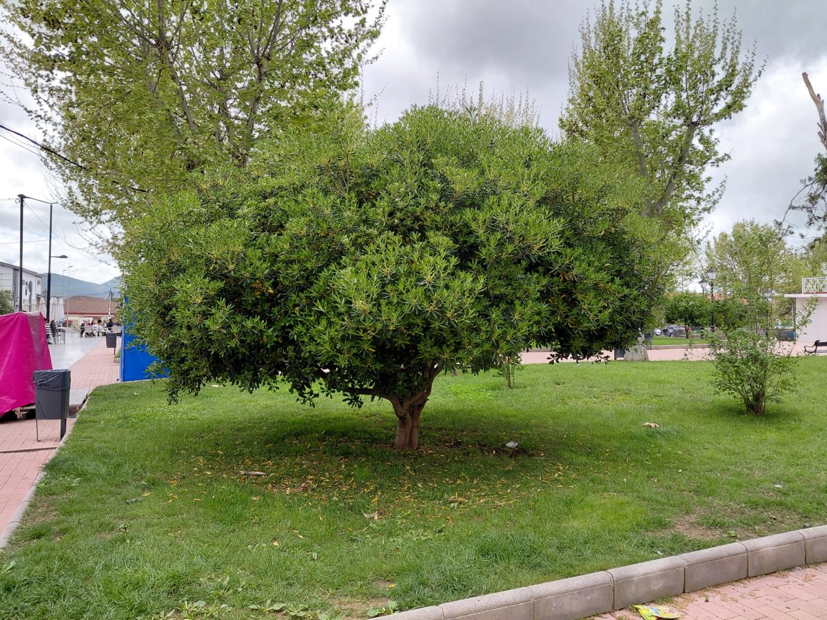 Mi experiencia con el Samsung Galaxy A36 tras tres semanas de uso 28 Cámara Samsung Galaxy A36 11