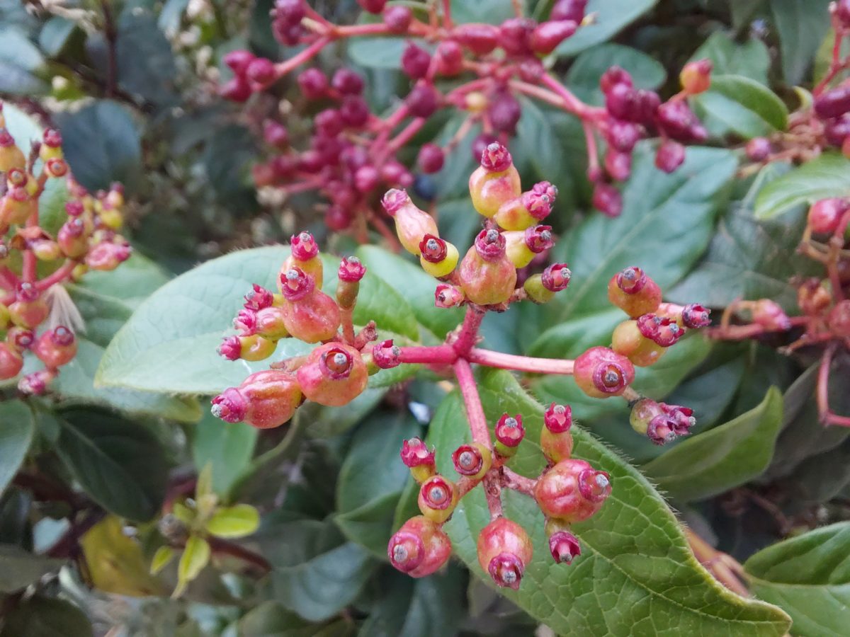 Mi experiencia con el Samsung Galaxy A36 tras tres semanas de uso 36 Cámara Samsung Galaxy A36 macro