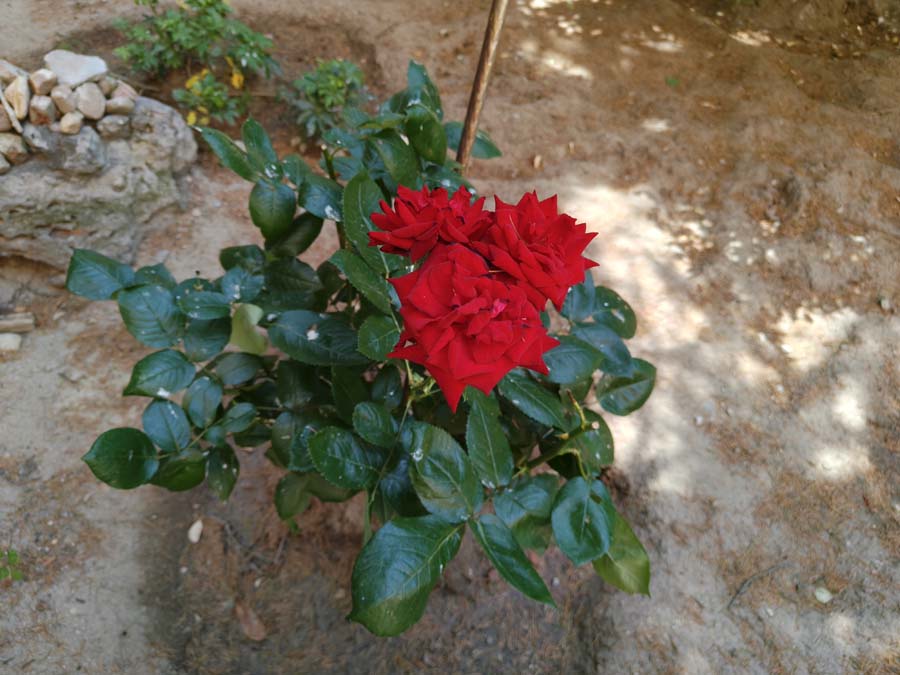 Mi experiencia con el móvil realme GT 7T tras más de un mes de uso 31 Cámara realme GT 7T 10