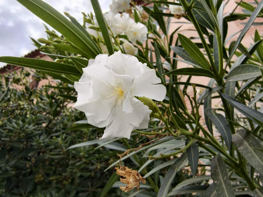 Cámara vivo X300 Pro 1