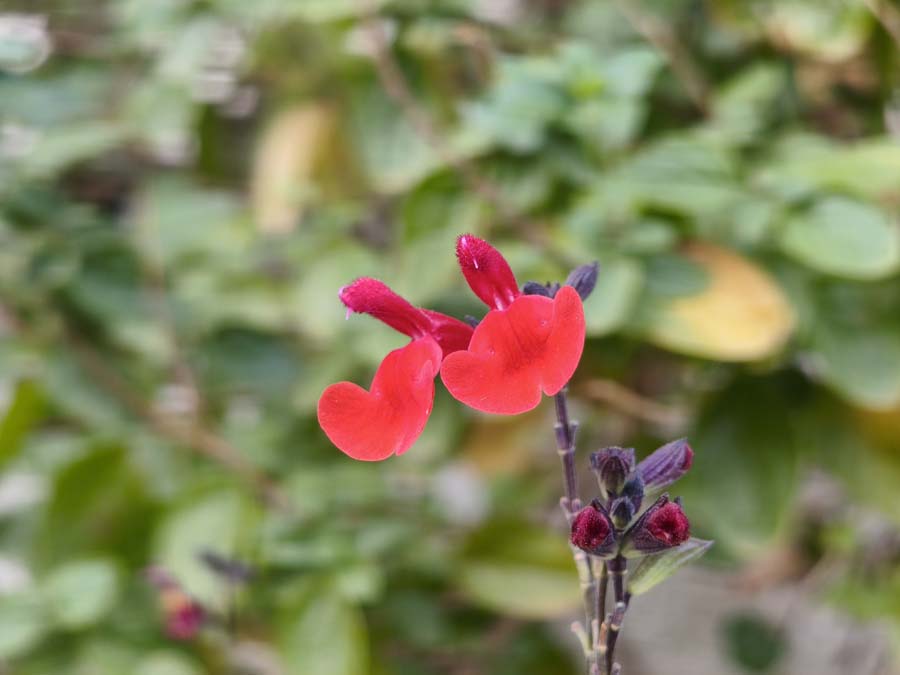 Mi experiencia con el móvil Xiaomi 15T Pro tras tres semanas de uso 31 Cámara Xiaomi 15T Pro supermacro