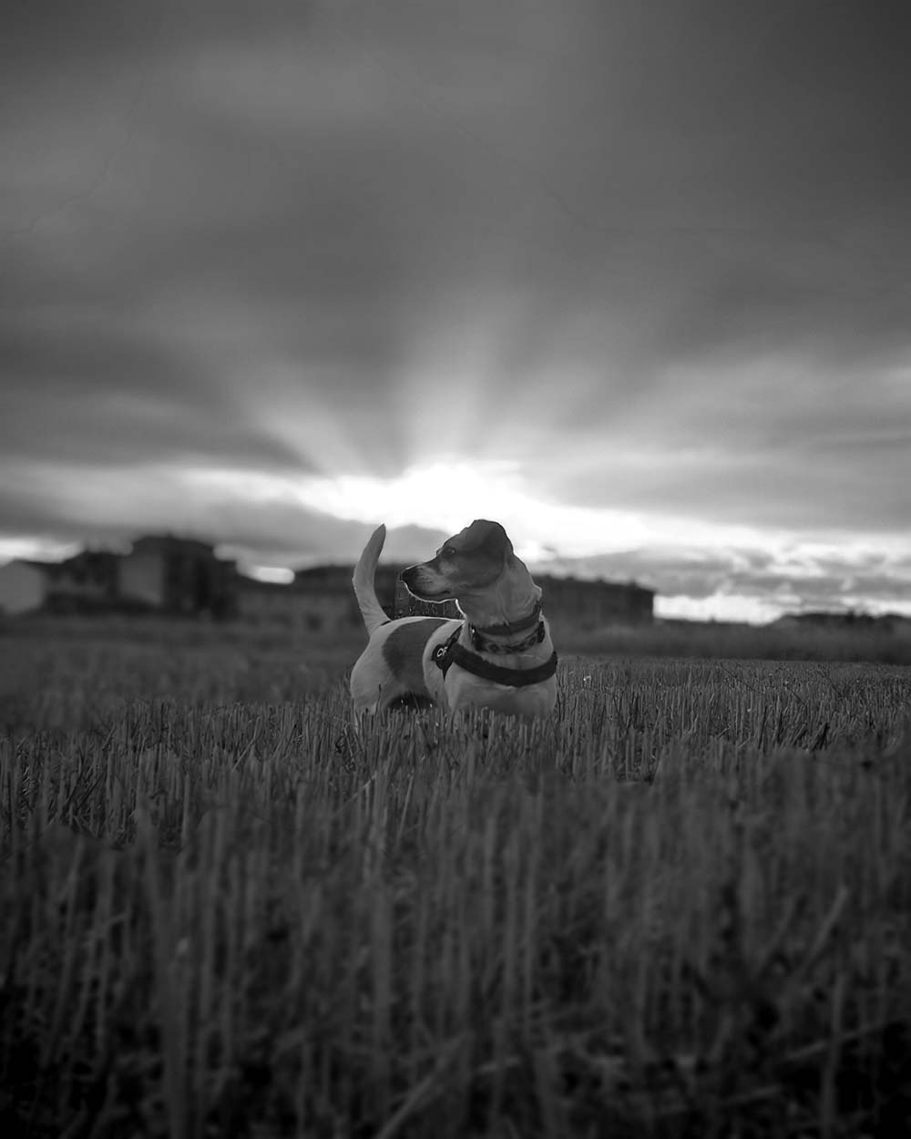 galeria-honor-400-pro-3