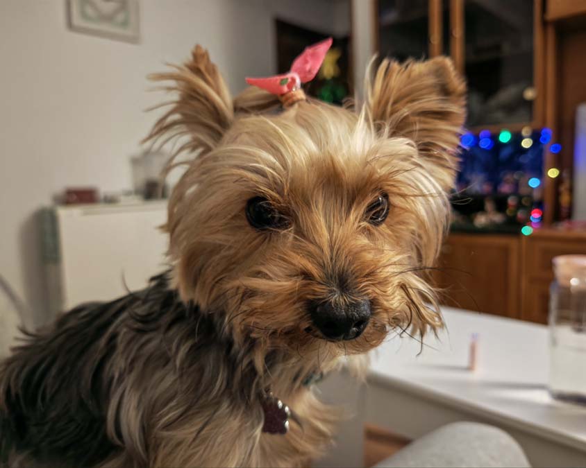 Mi experiencia con el móvil HONOR Magic8 Pro tras dos semanas de uso 29 Cámara HONOR Magic8 Pro retrato