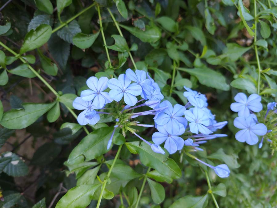 Cámara REDMI Note 17 Pro Max 4