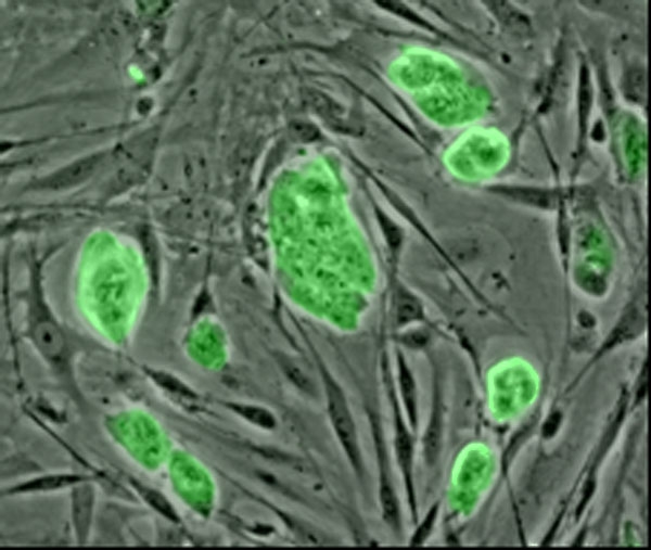 Mouse_embryonic_stem_cells [Tuexperto]