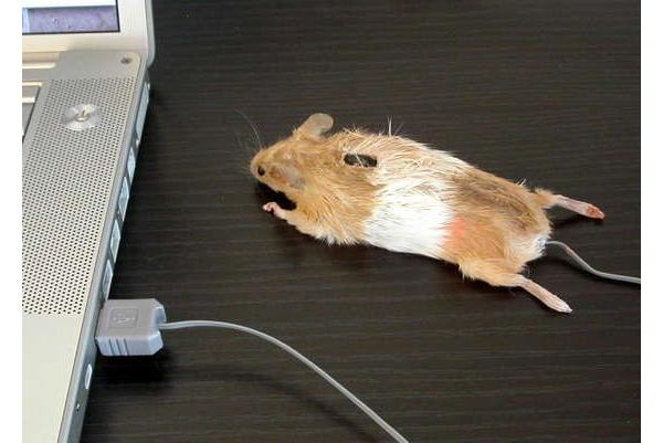 Un ratón disecado que funciona como un ratón de ordenador