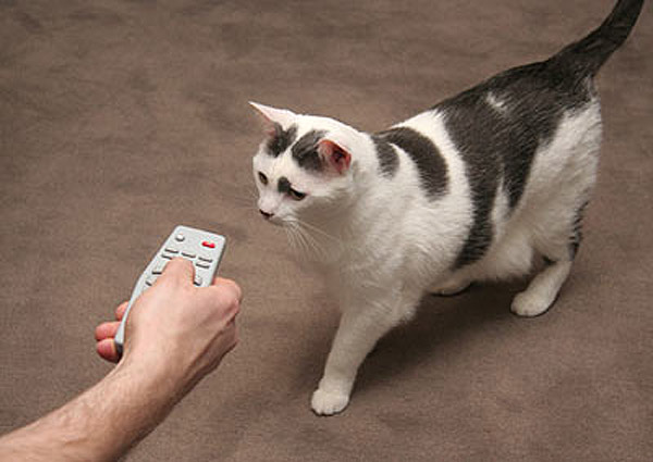 Control-a-Cat, un mando a distancia para controlar al gato